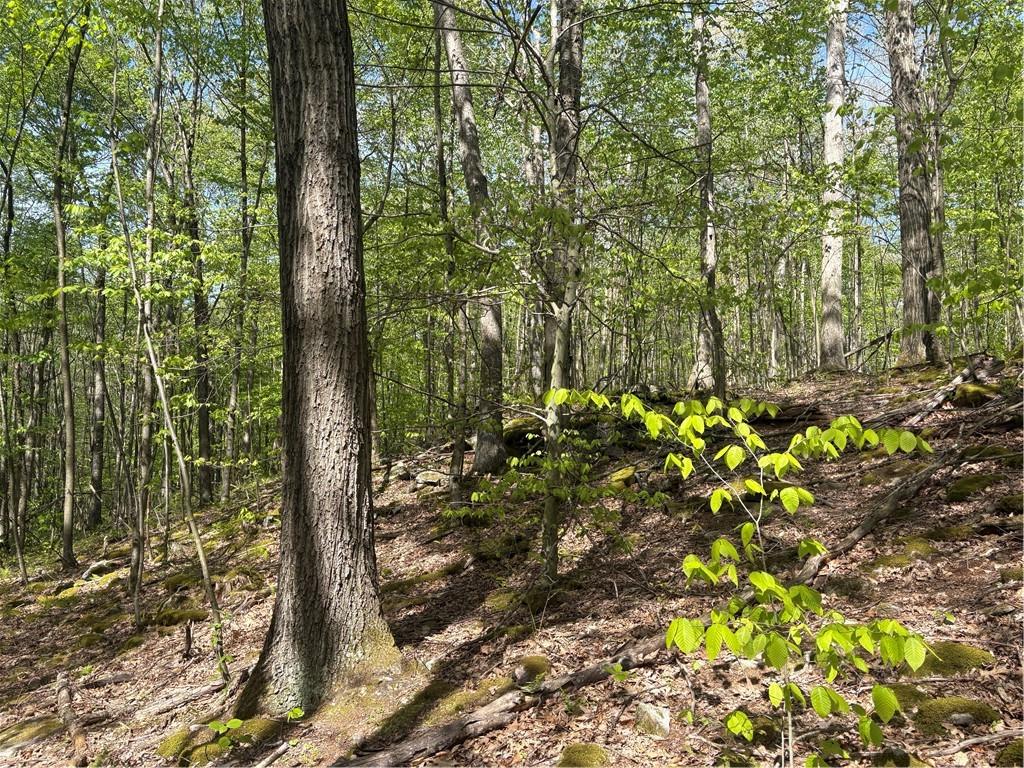 Lot 3-4 Killarney Road Mill Run, PA 15464 - Photo 25 of 29 a picture of trees