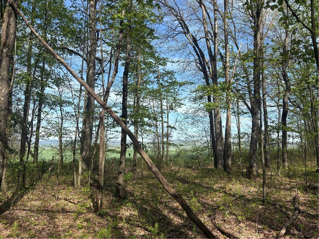 Lot 3-4 Killarney Road Mill Run, PA 15464 - Photo 5 of 29 a view of forest