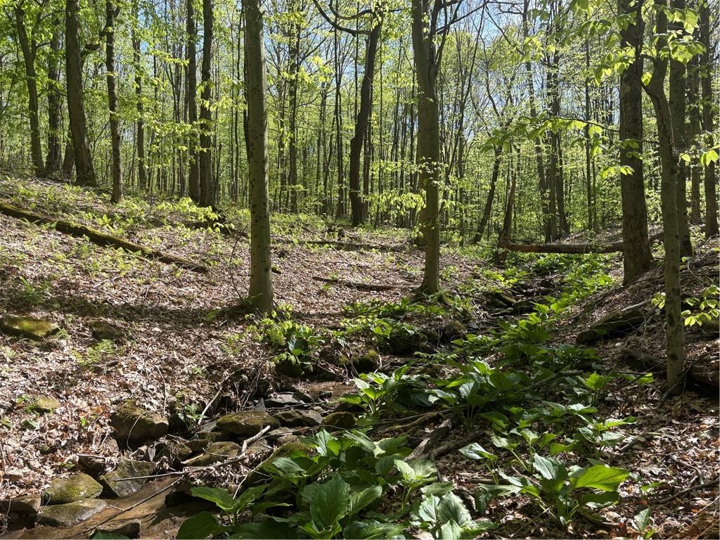 Lot 3-4 Killarney Road Mill Run, PA 15464 - Photo 10 of 29 a view of a forest
