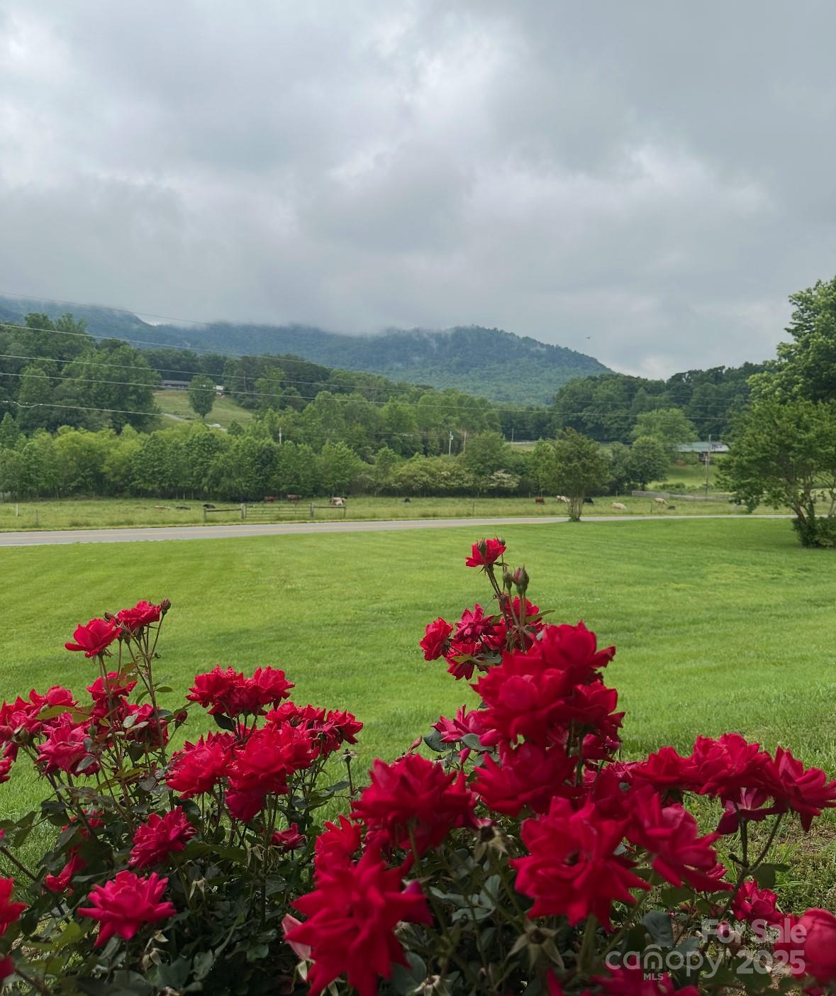 5158 Jenkins Road Morganton, NC 28655 - Photo 38 of 40 a view of a flower and a lake view