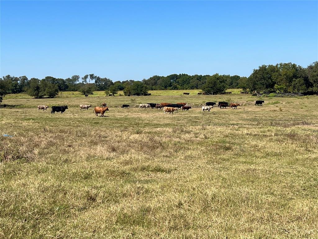 329 Lowell Road Milford, TX 76670 - Photo 36 of 40 a view of a big yard with plants and large trees
