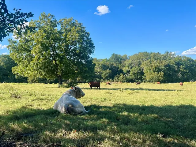 a view of a house with a plant