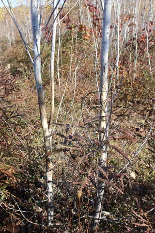 $240,000 | -vl Vl Harrison Railroad Grade Harrison Mi 48625, Harrison, MI 48625