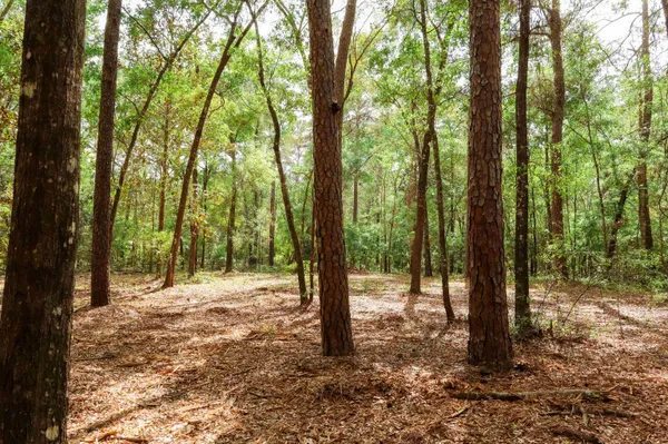 $250,000 | 2.97-ac Bird Song Trail, Tallahassee, FL 32309