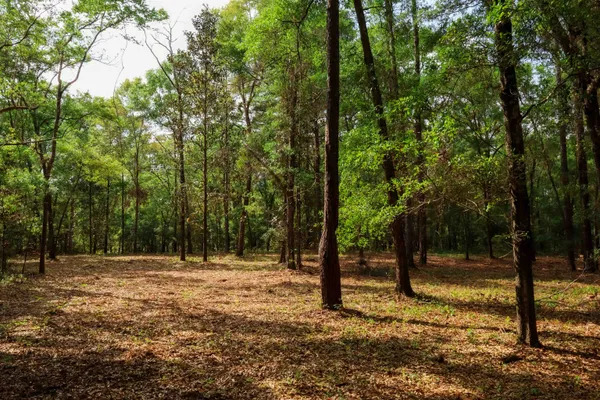 $250,000 | 2.97-ac Bird Song Trail, Tallahassee, FL 32309