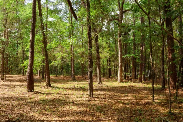 $250,000 | 2.97-ac Bird Song Trail, Tallahassee, FL 32309