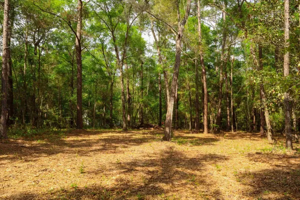 $250,000 | 2.97-ac Bird Song Trail, Tallahassee, FL 32309