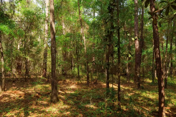$250,000 | 2.97-ac Bird Song Trail, Tallahassee, FL 32309