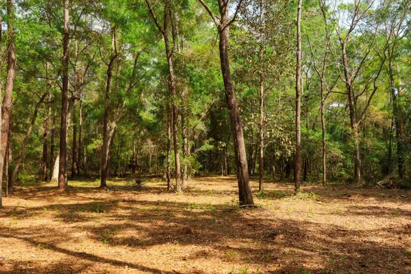 $250,000 | 2.97-ac Bird Song Trail, Tallahassee, FL 32309