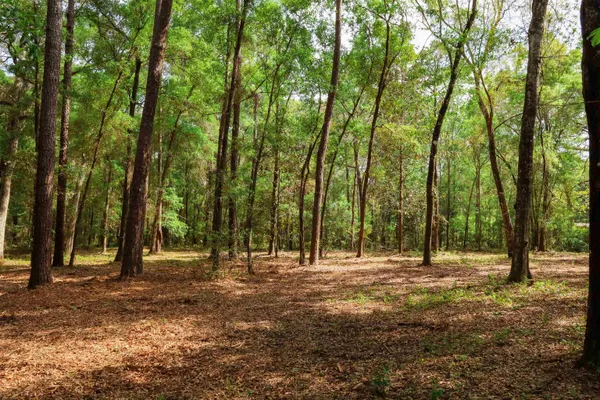 $250,000 | 2.97-ac Bird Song Trail, Tallahassee, FL 32309