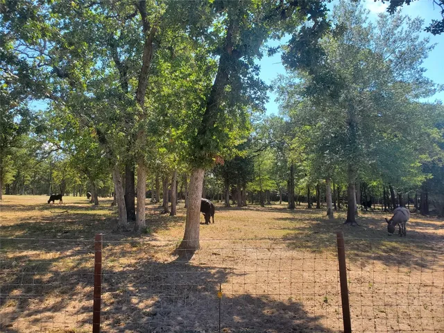 a street view with tall trees