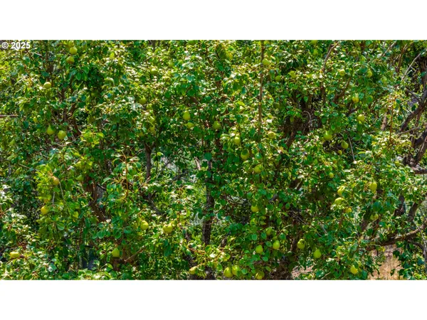 $300,000 | 54312 Highway 86, Halfway, OR 97834