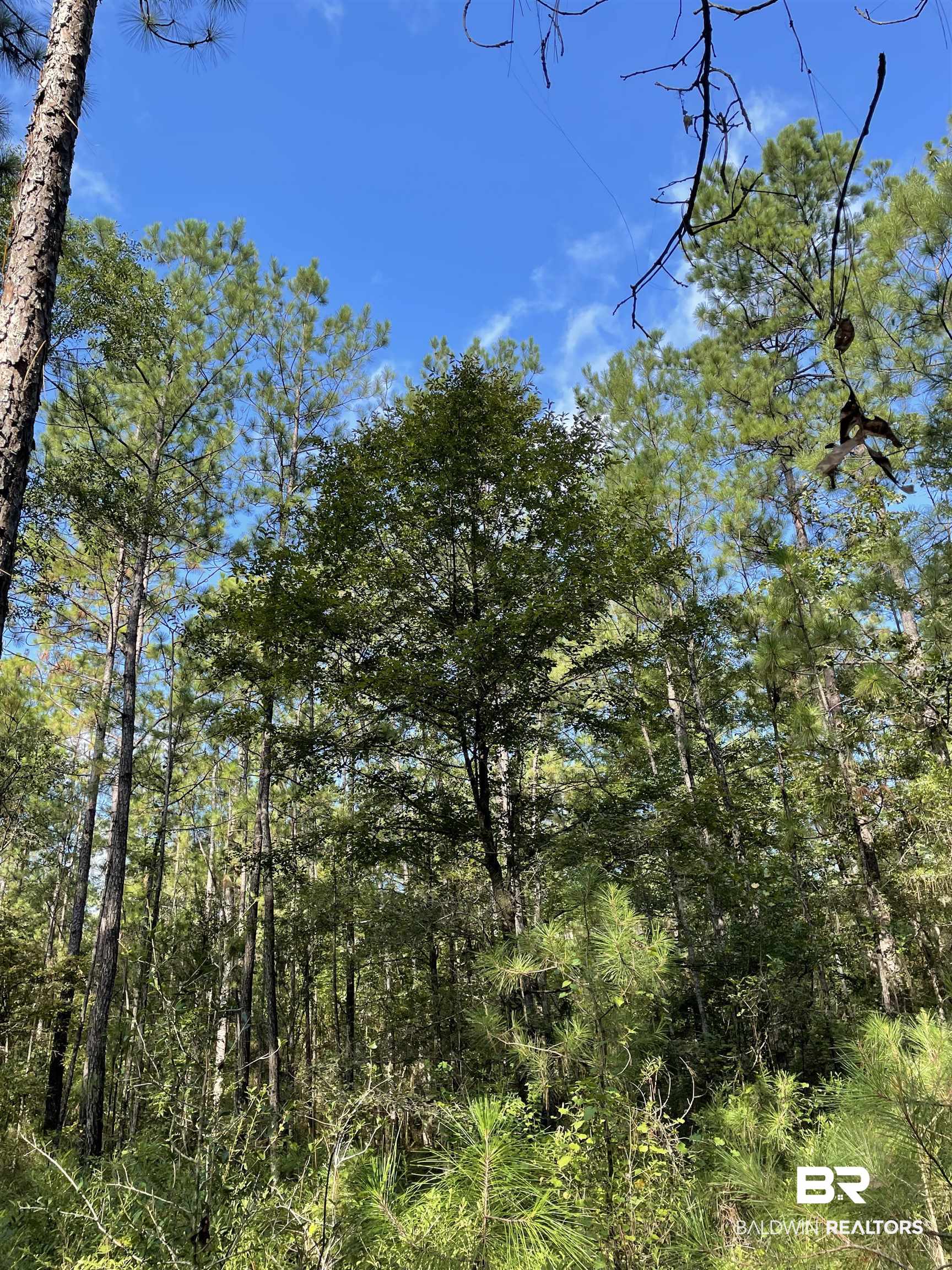 0 North Highway 43 Axis, AL 36505 - Photo 11 of 15