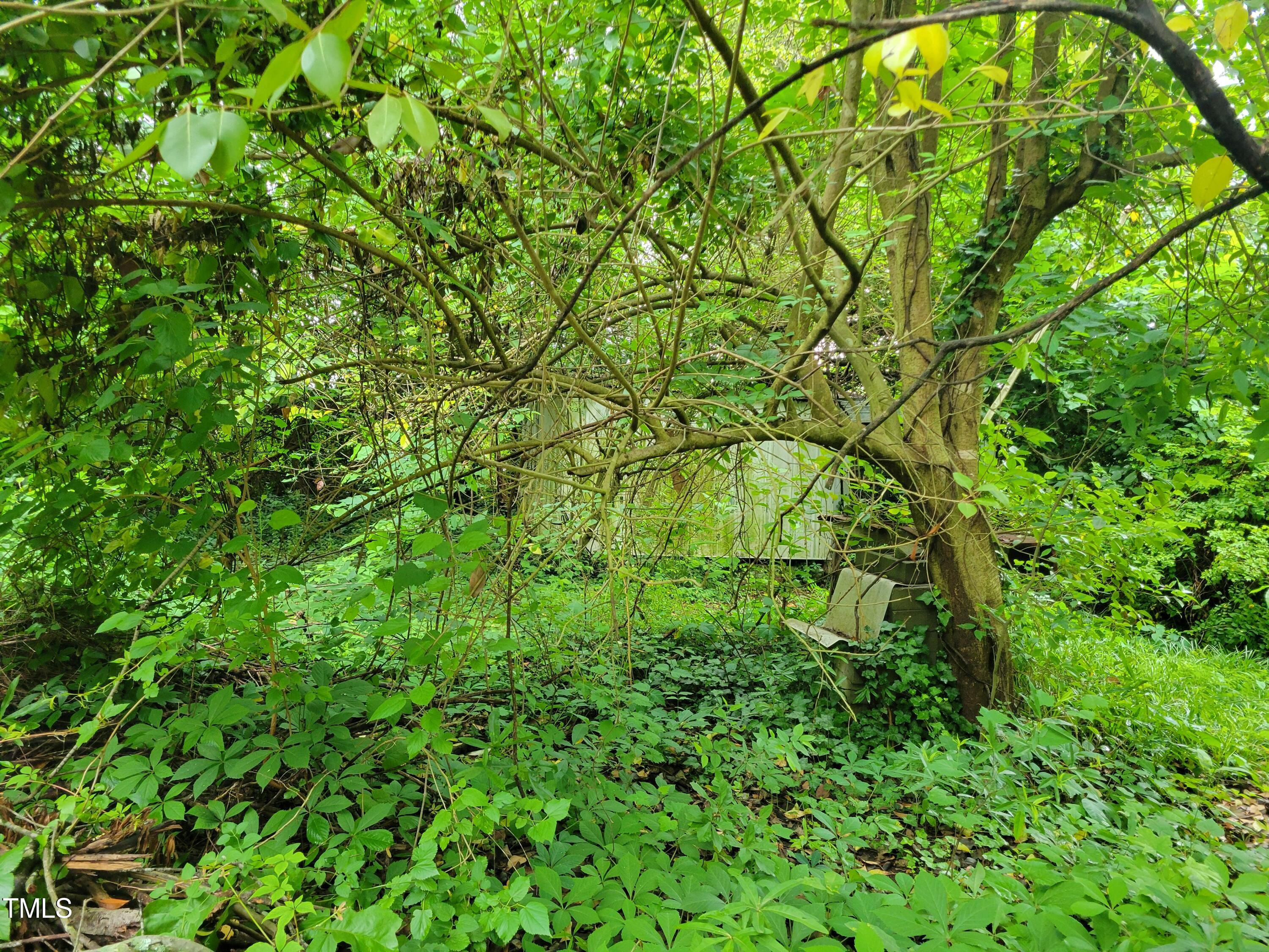 2521 Newbold Street Raleigh, NC 27603 - Photo 8 of 13 a view of a lush green forest