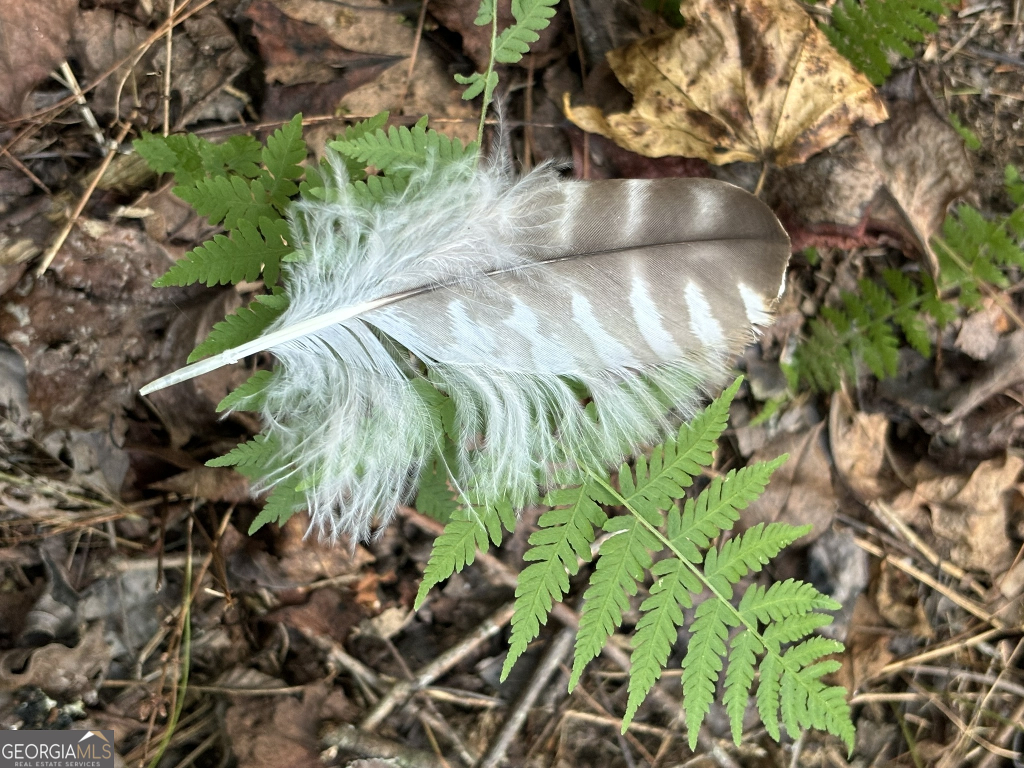 Lot 6 Mt Springer Road Ellijay, GA 30540 - Photo 10 of 34