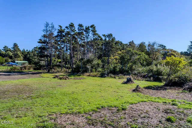 a view of a park with large trees