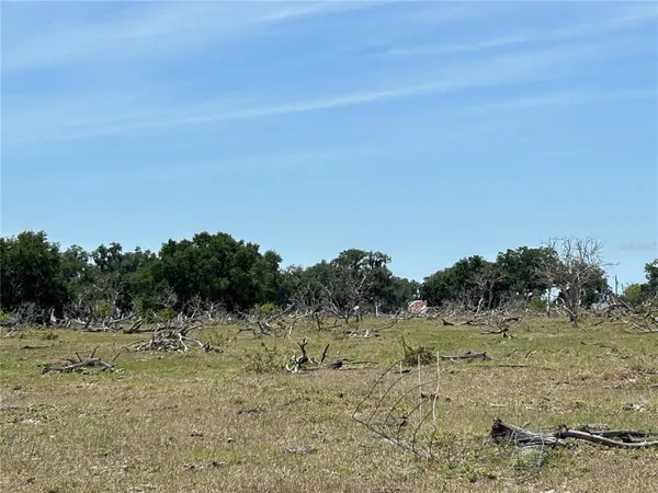 a view of a field with a tree in it