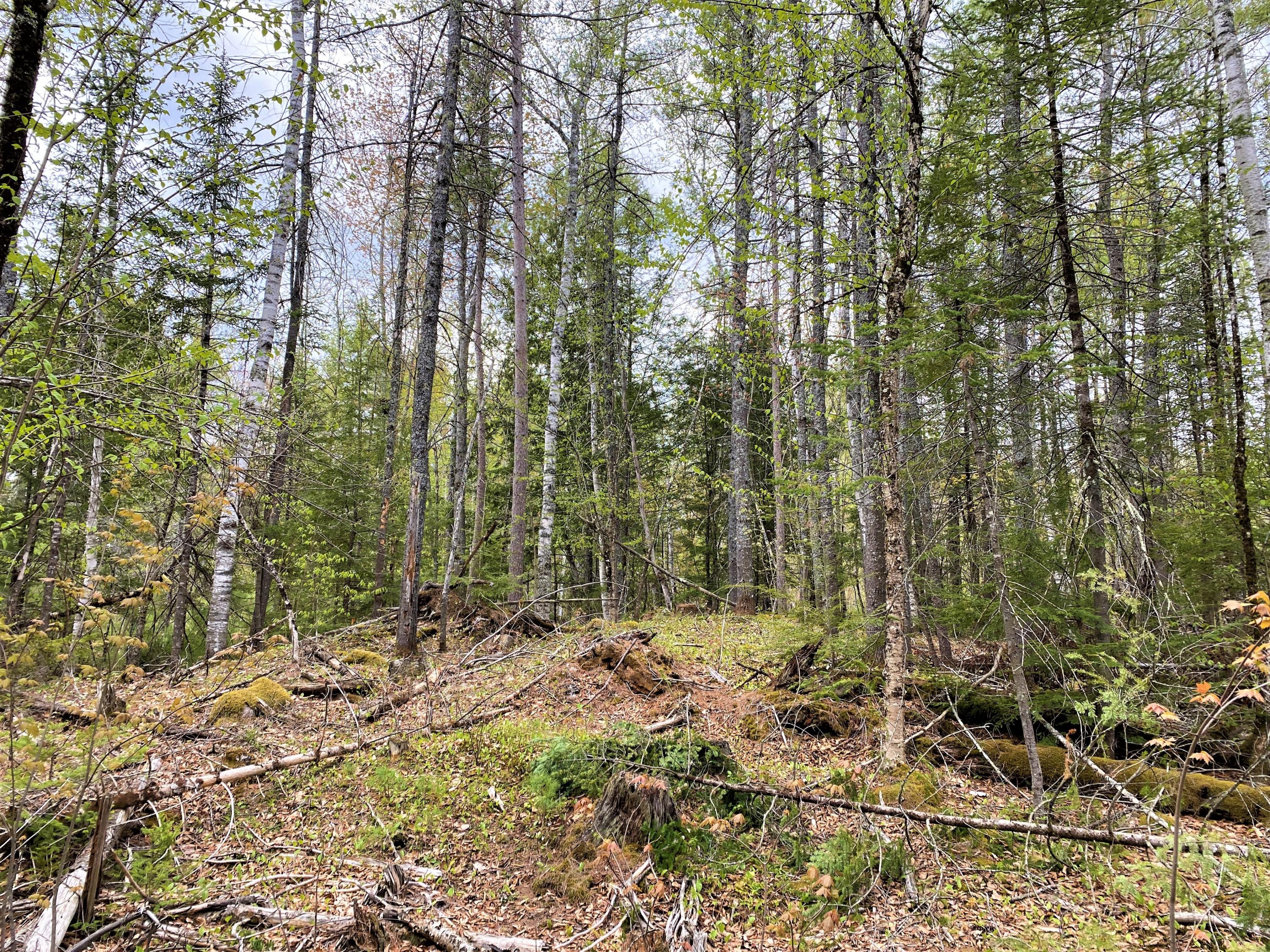 0 Libby Road, Unit LOT #1 West Newfield, ME 04095 - Photo 6 of 14 IMG_13674