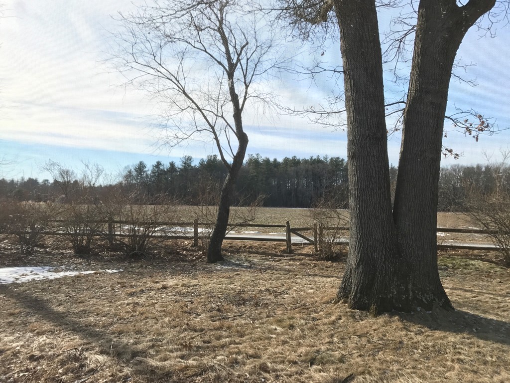 113 Peter Spring Road Concord, MA 01742 - Photo 5 of 13 a view of a yard with a tree