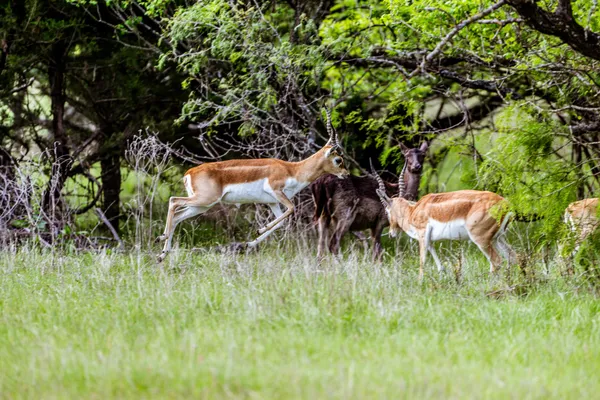 $1,379,000 | 177 County Road 241, Kosse, TX 76653