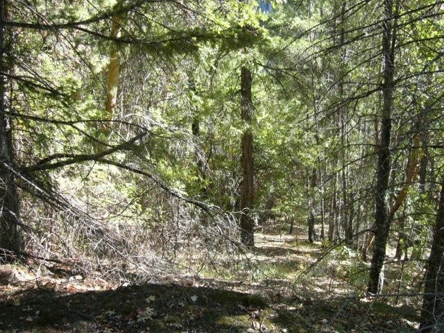 122 Acres Off Usfs Road Happy Camp, CA 96039 - Photo 14 of 25 Gallery Image 14