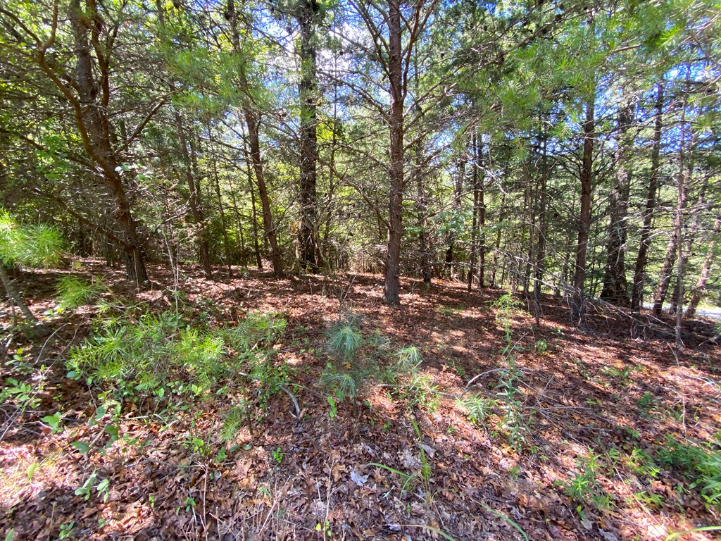 0 Pin Oak Ridge Murphy, NC 28906 - Photo 2 of 12