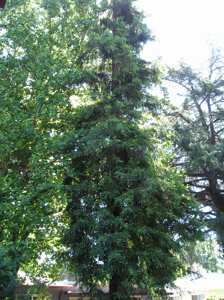 6768 Reflection Street Redding, CA 96001 - Photo 11 of 12 Tall tree in rear yard