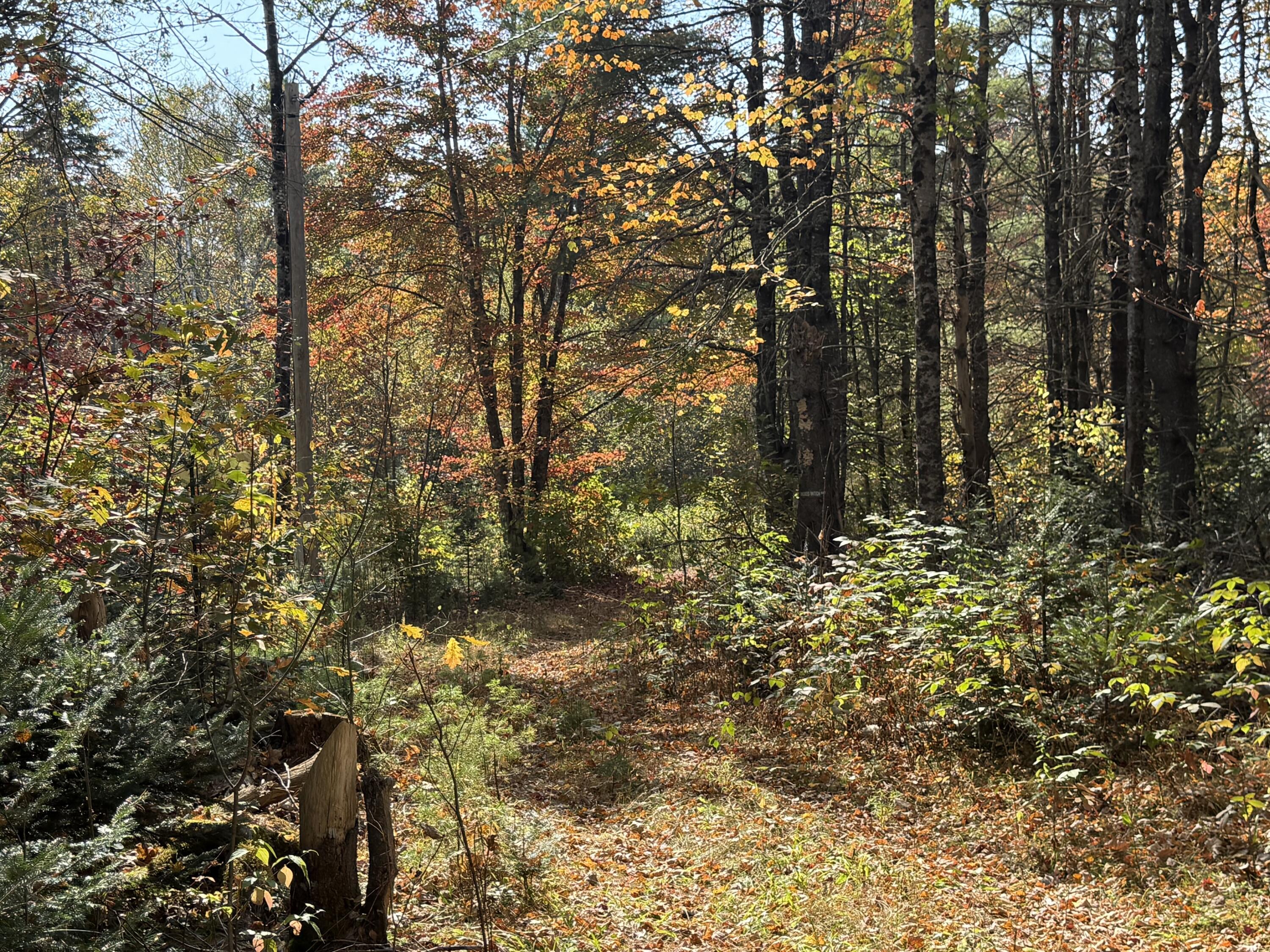 Off Andrews Road Wytopitlock, ME 04497 - Photo 37 of 42 IMG_8581