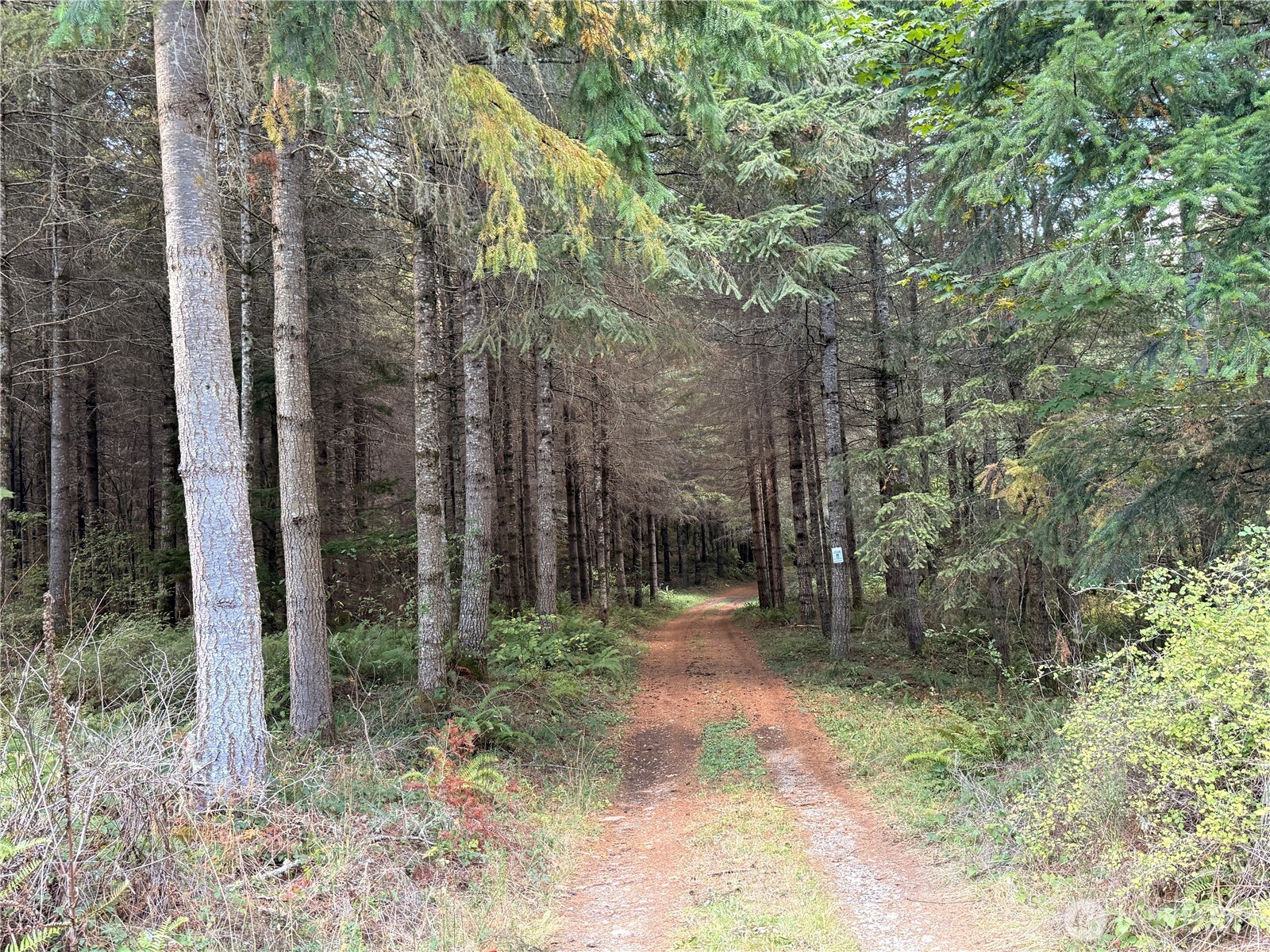 132-xx Algyer Road Southeast Rainier, WA 98576 - Photo 14 of 24 a view of outdoor space and garden