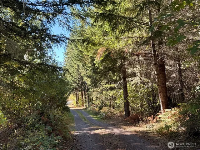 a view of a yard with plants and trees