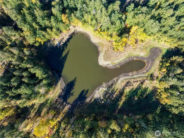a close up of a tree in a yard