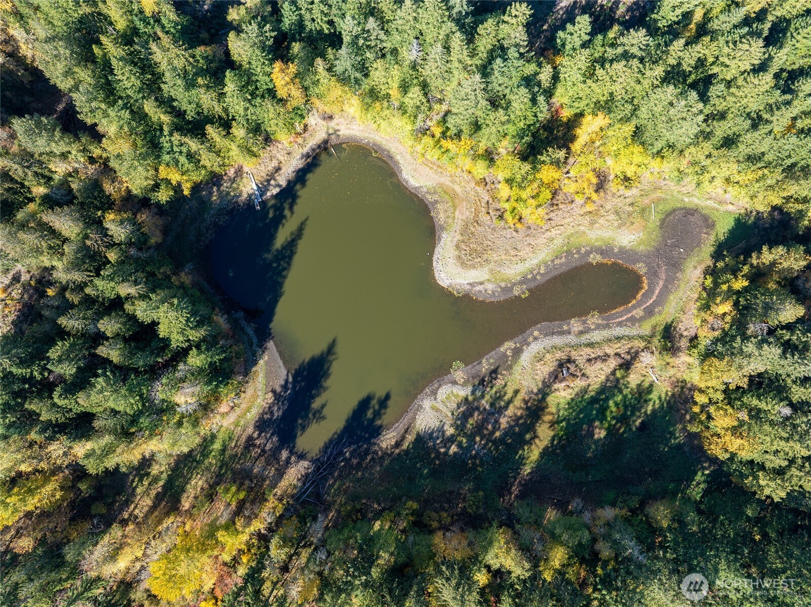 132-xx Algyer Road Southeast Rainier, WA 98576 - Photo 2 of 24 a close up of a tree in a yard