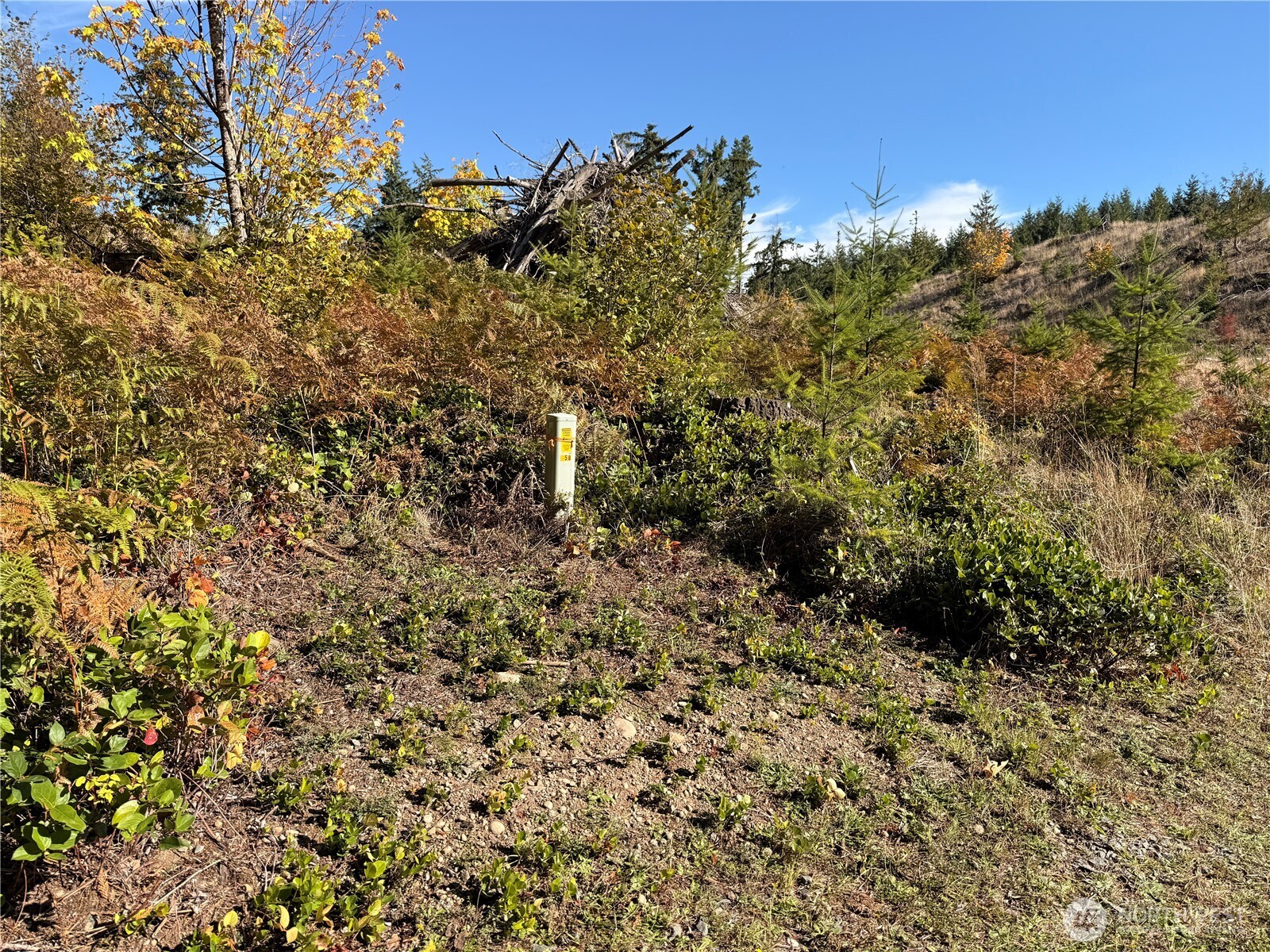 132-xx Algyer Road Southeast Rainier, WA 98576 - Photo 24 of 24 a view of a forest with a tree