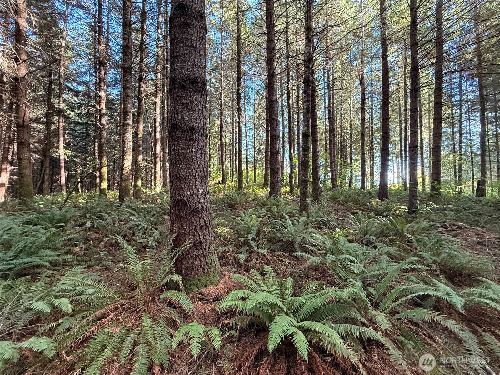 132-xx Algyer Road Southeast Rainier, WA 98576 - Photo 4 of 24 a view of a garden