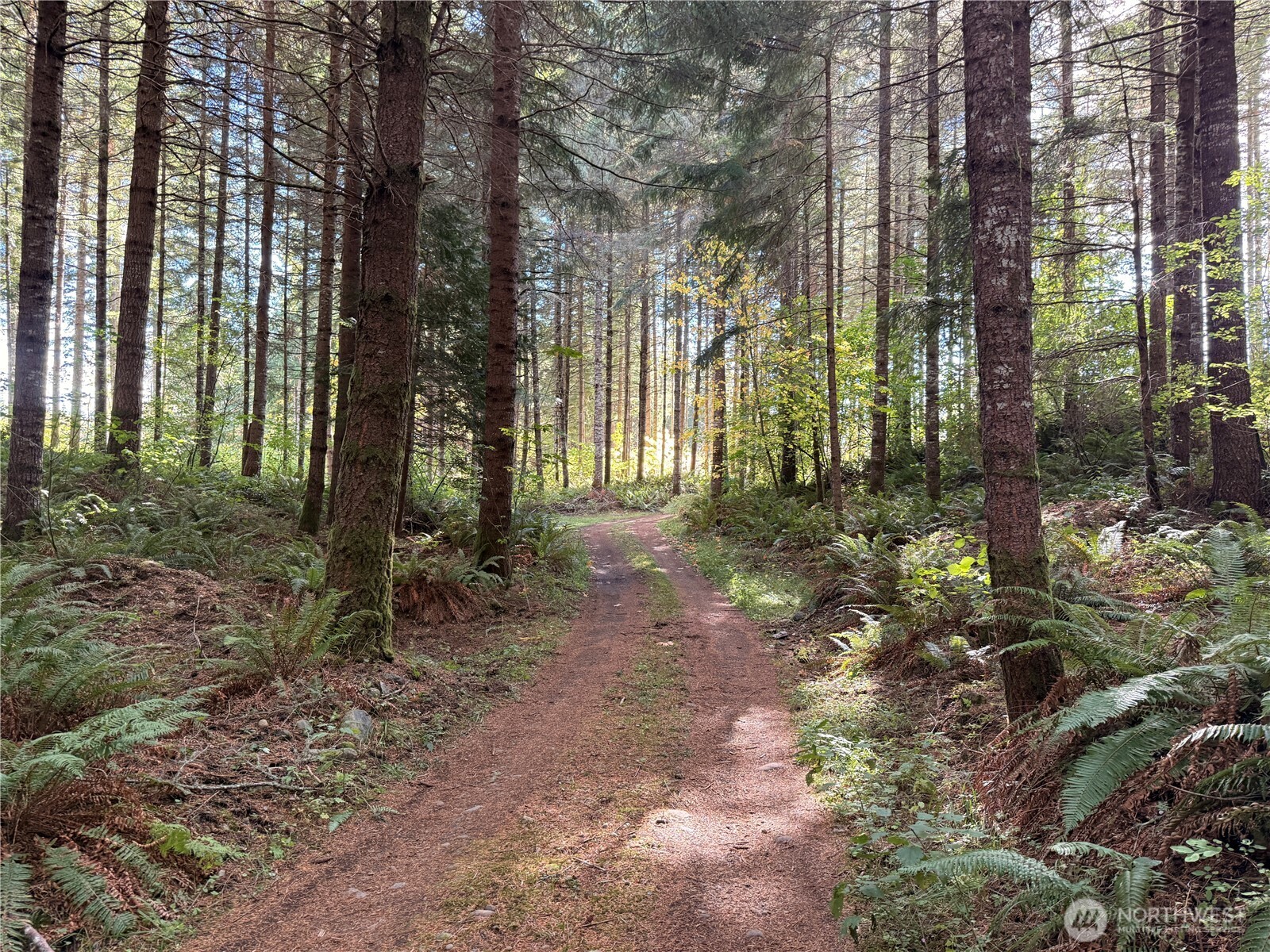 132-xx Algyer Road Southeast Rainier, WA 98576 - Photo 6 of 24 a view of outdoor space and green space