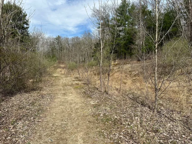 a view of a forest with trees in front of it