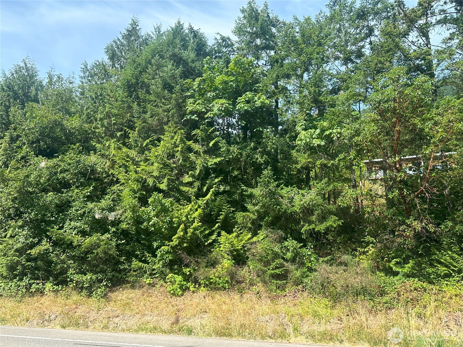 201 Tog Road Brinnon, WA 98320 - Photo 14 of 14 a view of a yard