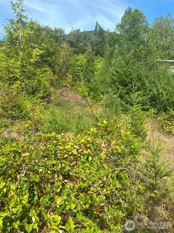 a view of a large yard with plants and large trees