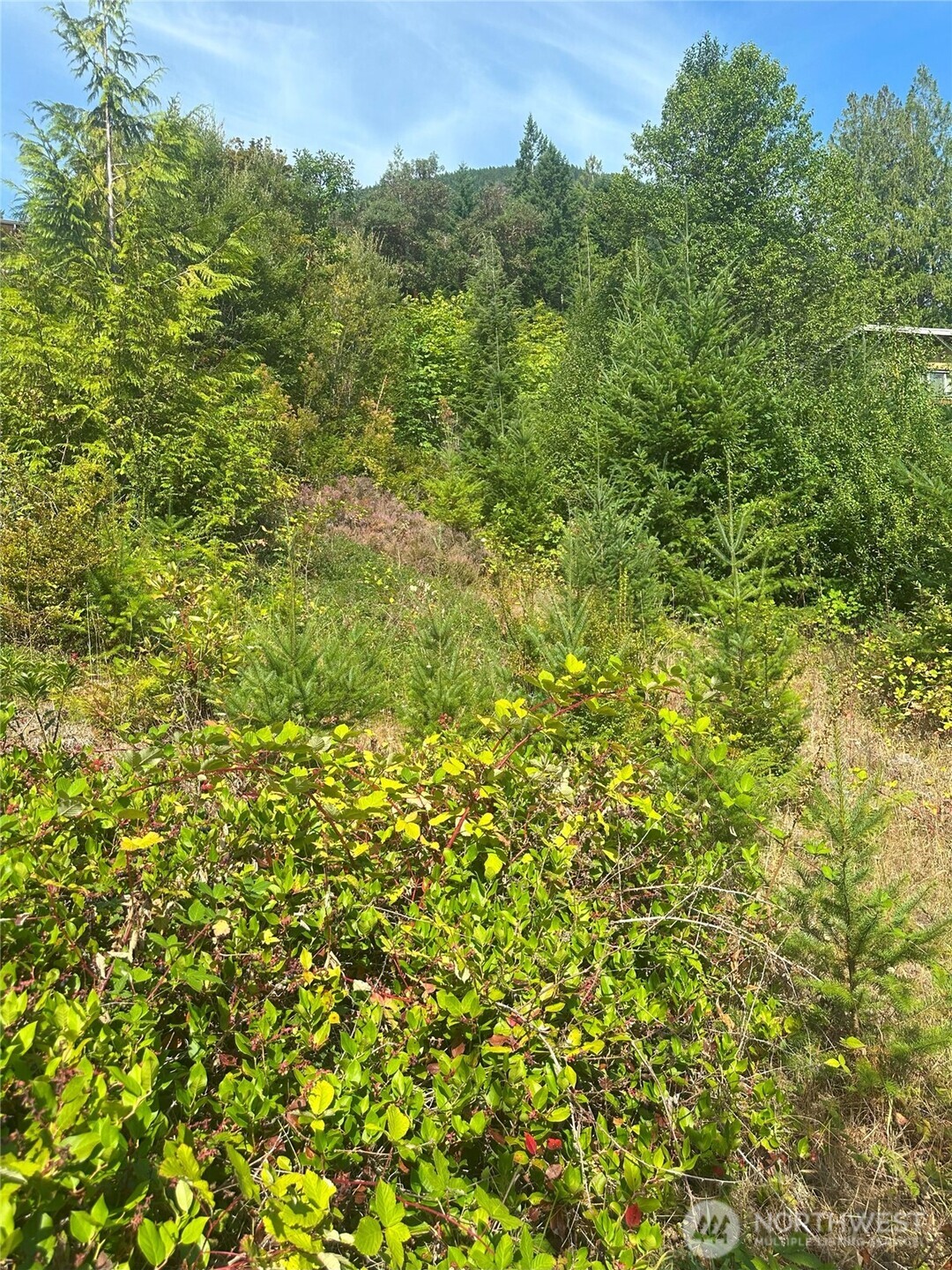 201 Tog Road Brinnon, WA 98320 - Photo 4 of 14 a view of a large yard with plants and large trees