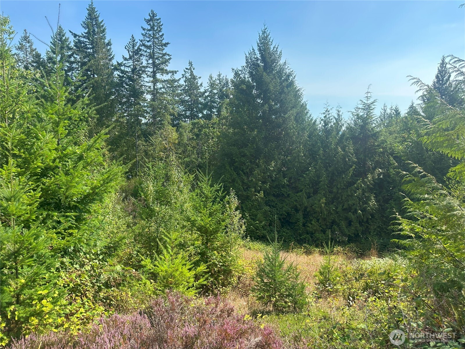201 Tog Road Brinnon, WA 98320 - Photo 5 of 14 a view of a lush green forest with lawn chairs and plants