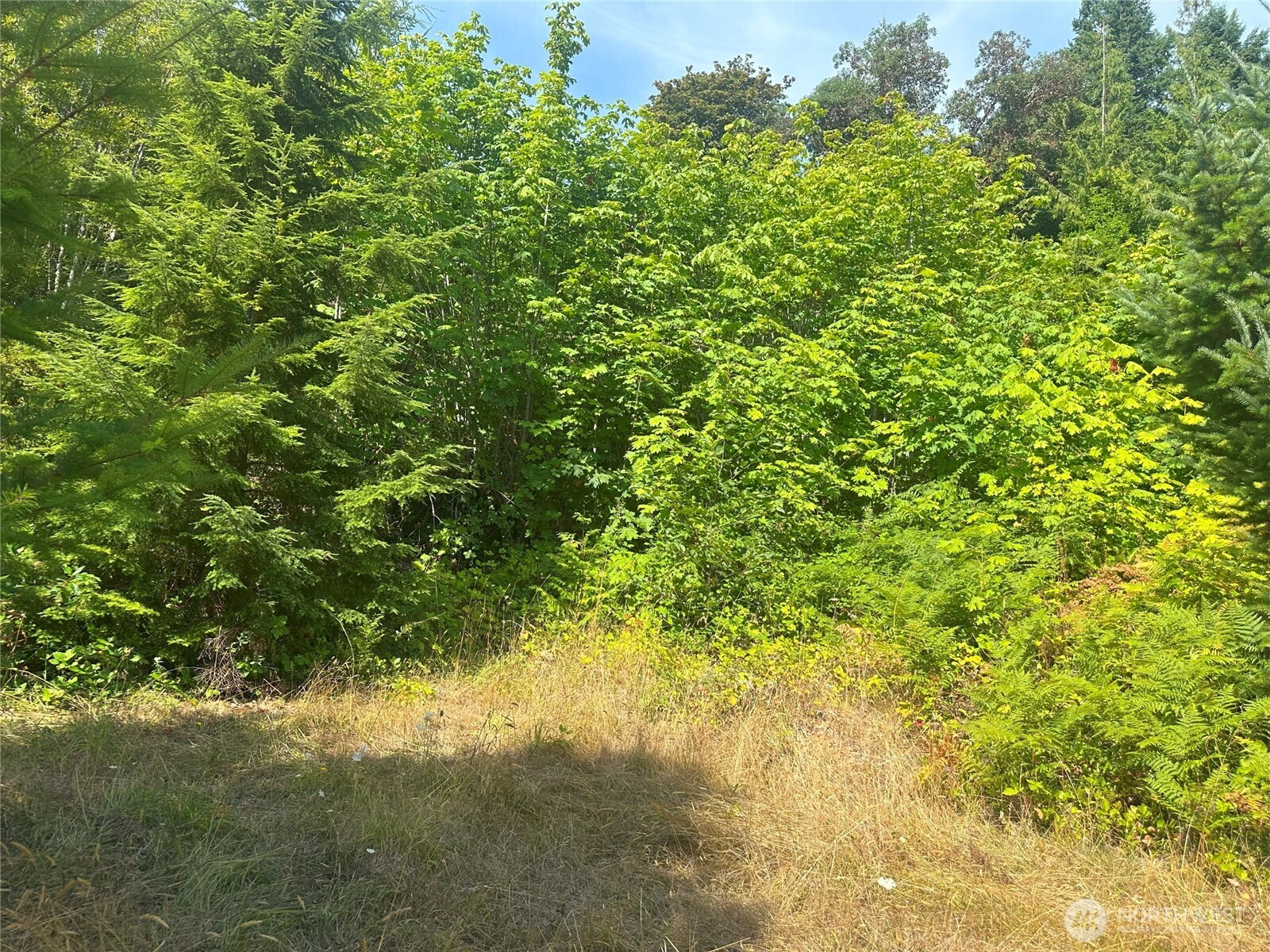 201 Tog Road Brinnon, WA 98320 - Photo 6 of 14 a view of a large yard with a tree