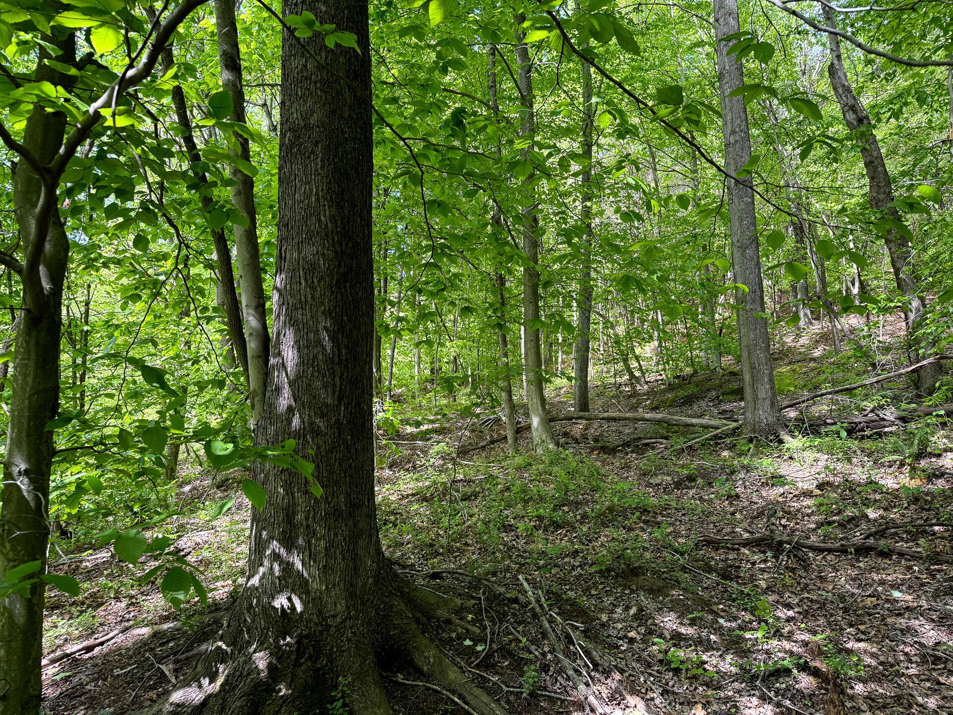 0 Little Kyger Road, Unit LITTLE KYGER TRACT 4) Cheshire, OH 45620 - Photo 27 of 28 CT-27