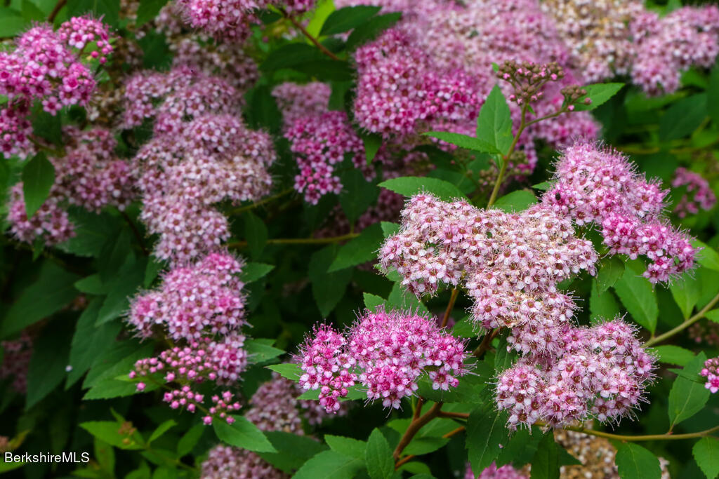 544 Tunnel Road Rowe, MA 01367 - Photo 12 of 32 a view of a flower in a lot of flowers
