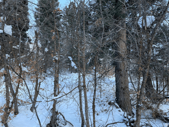 20 Success Trail, Unit 20 Midway, UT 84049 - Photo 14 of 18 Snowy landscape