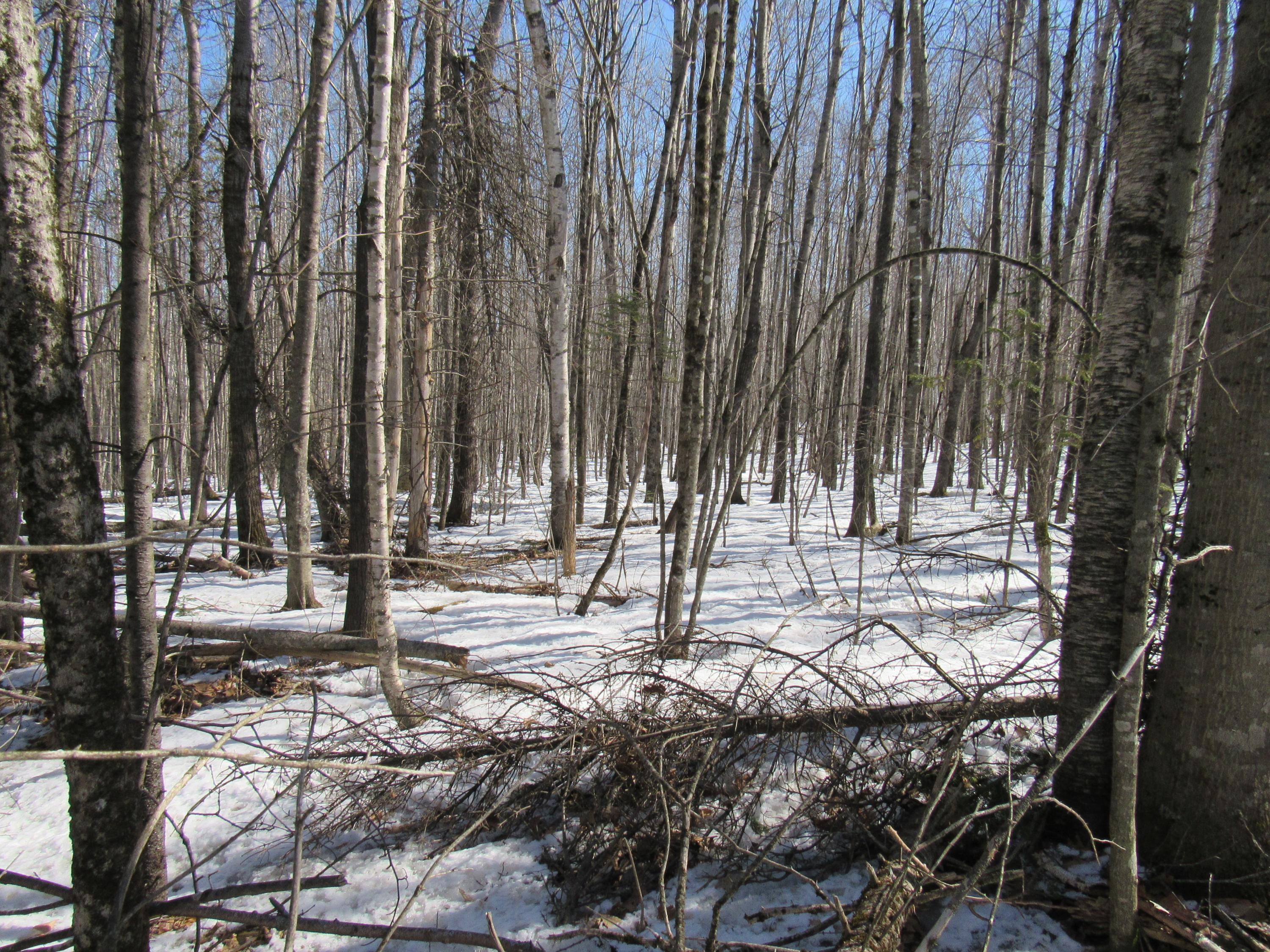 Lot 5 Kennebec Road Dixmont, ME 04932 - Photo 2 of 13 IMG_5253