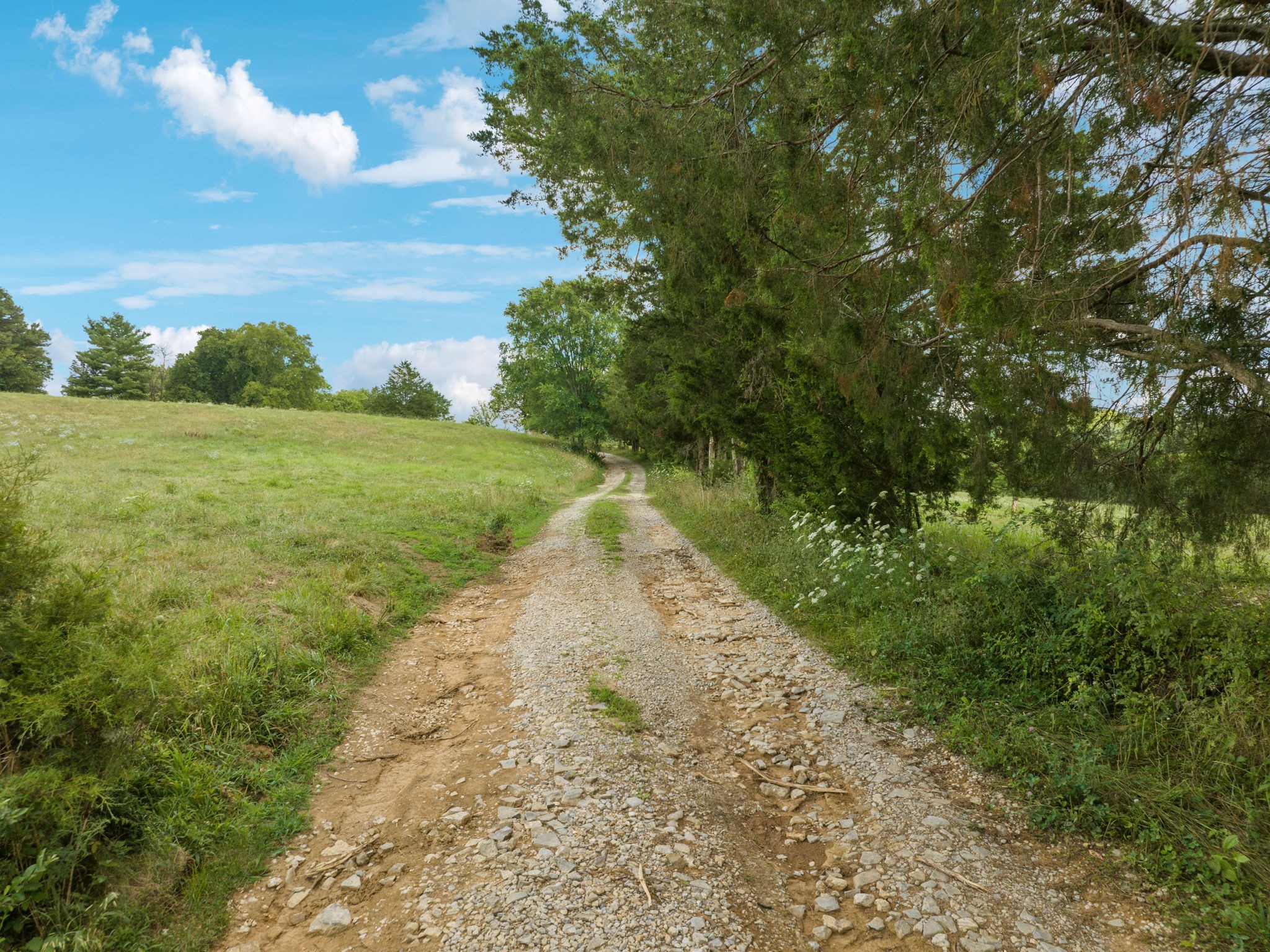 5 Double Branch Road Spring Hill, TN 37174 - Photo 2 of 12 a view of a big yard with lots of green space