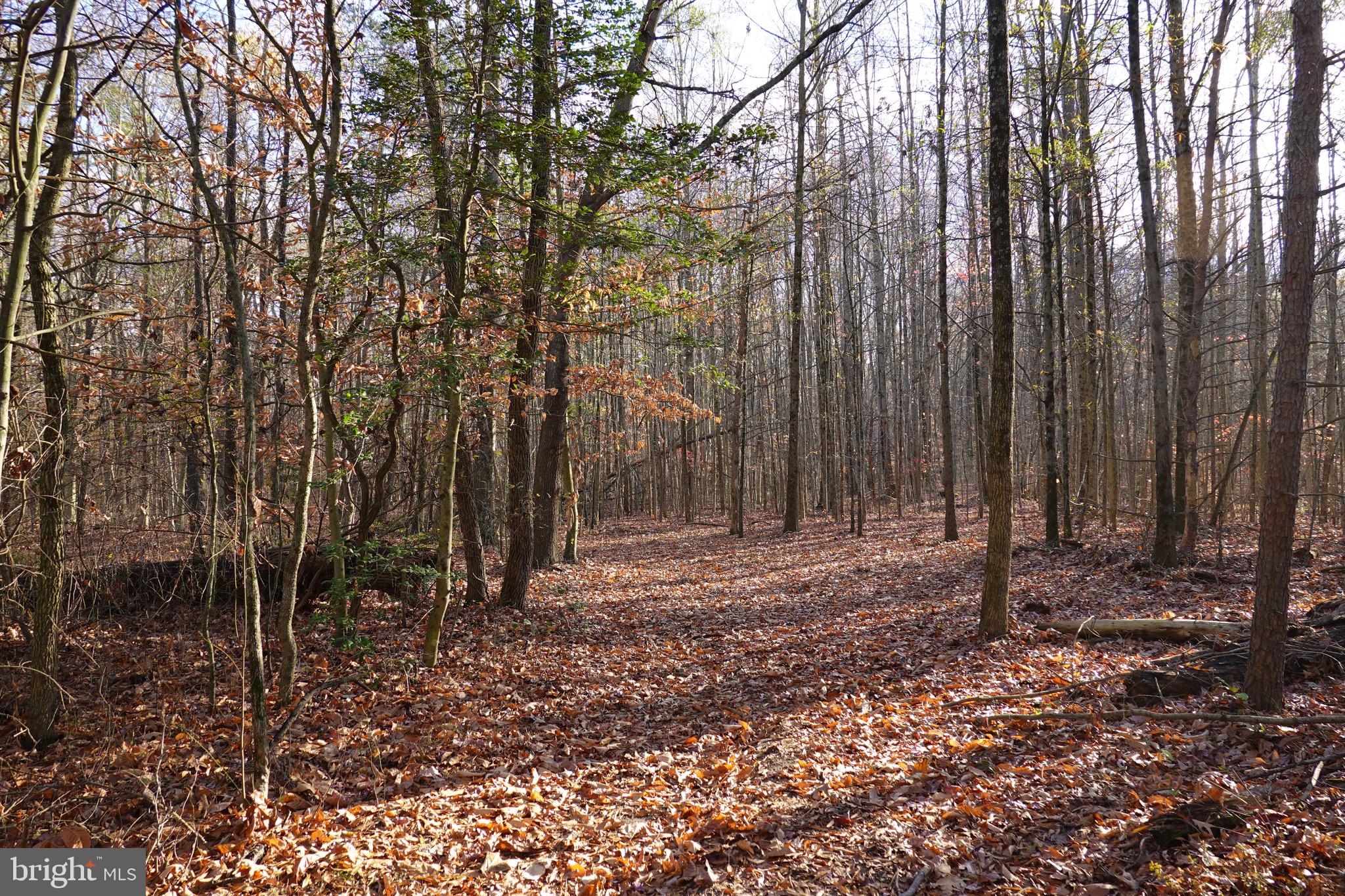 955 Dexter Corner Road Townsend, DE 19734 - Photo 5 of 10 a view of outdoor space with lots of trees