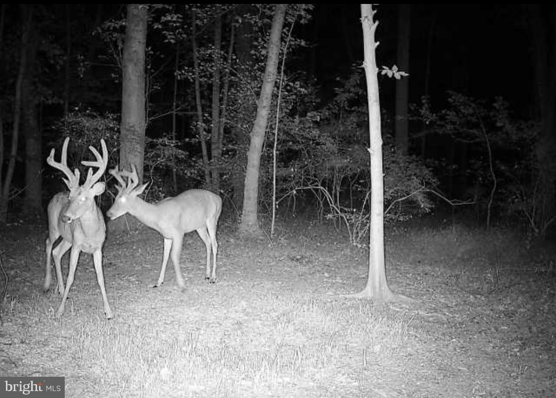 955 Dexter Corner Road Townsend, DE 19734 - Photo 8 of 10 a lawn chairs sitting in a room and a yard