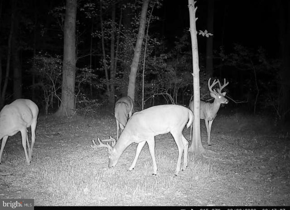 955 Dexter Corner Road Townsend, DE 19734 - Photo 10 of 10 a view of a chairs and table in backyard