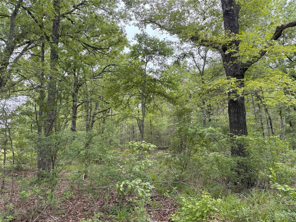 Lot 25 Rains County Road 2610 Alba, TX 75410 - Photo 11 of 14 a view of a house with a lush green forest